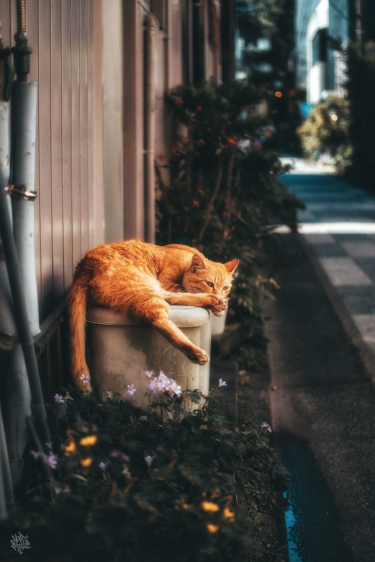 巷子里的猫很自由 但却没有归宿_北武站酷ZCOOL