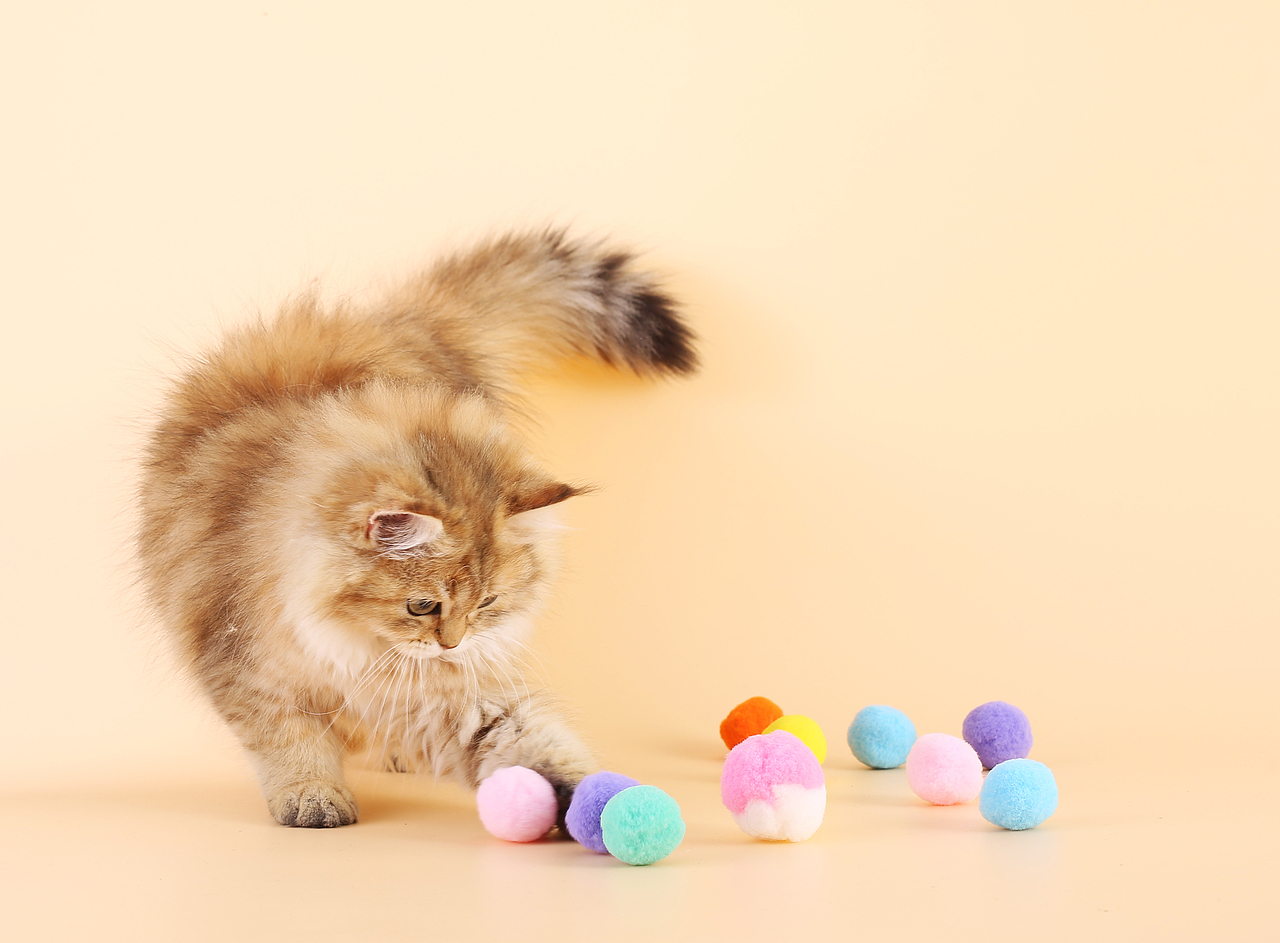 猫窝宠物蛋壳拍摄静物拼多多亚马逊广告摄影视频拍摄制