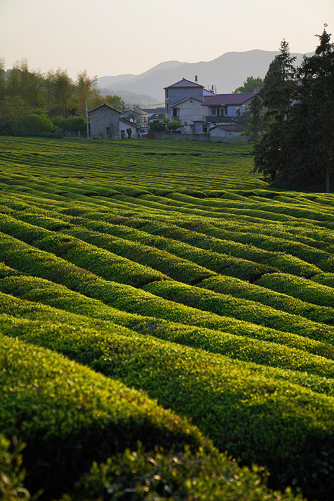《茶园》