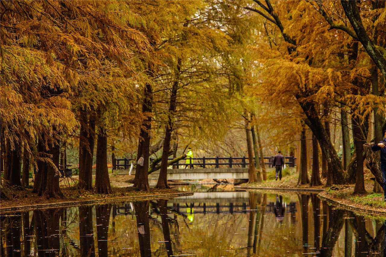 上海共青森林公园的秋日（图ZMzEyMTczNzYw） - 风光摄影 - 站酷设计师尚沪晴好原创素材 - 站酷ZCOOL