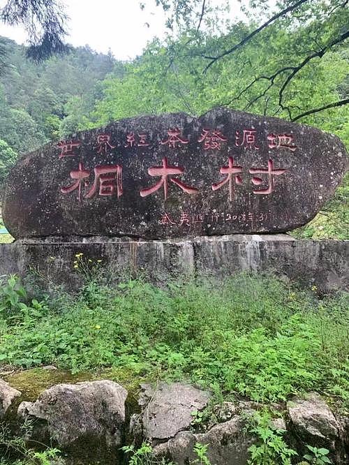 华林春茶业 桐木合集 产品包装设计