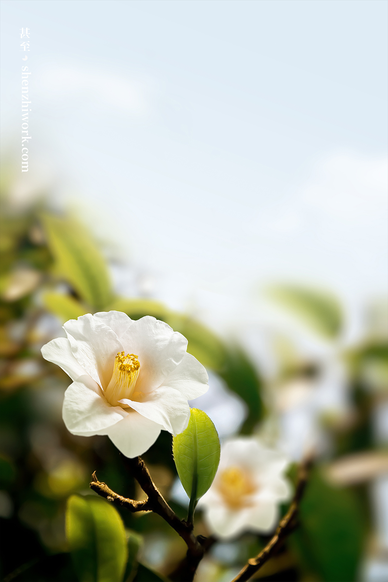 VAA×甚至创意 2023女王节主题活动视觉项目 美妆摄影