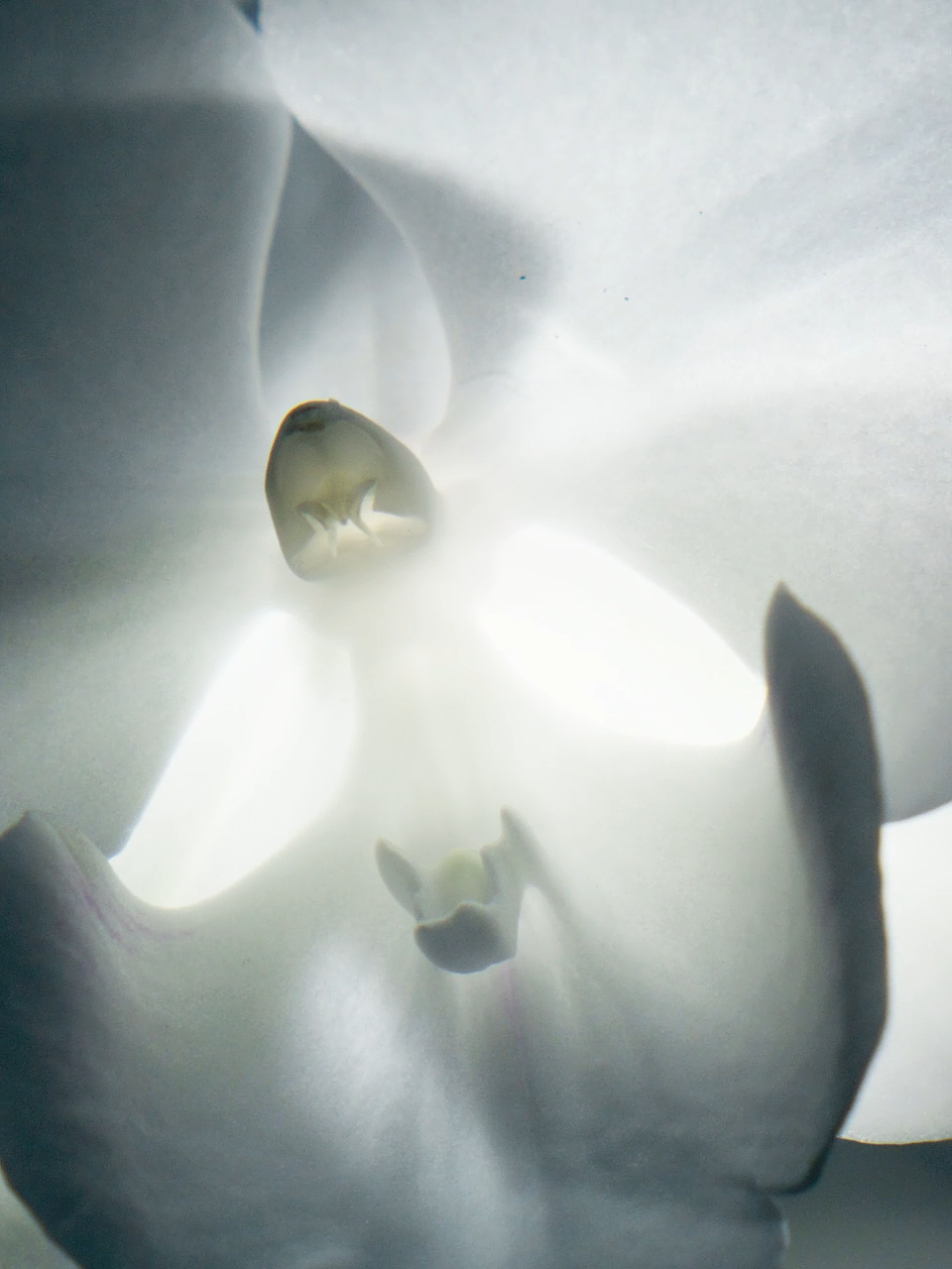 LAN | 时光兰花系列