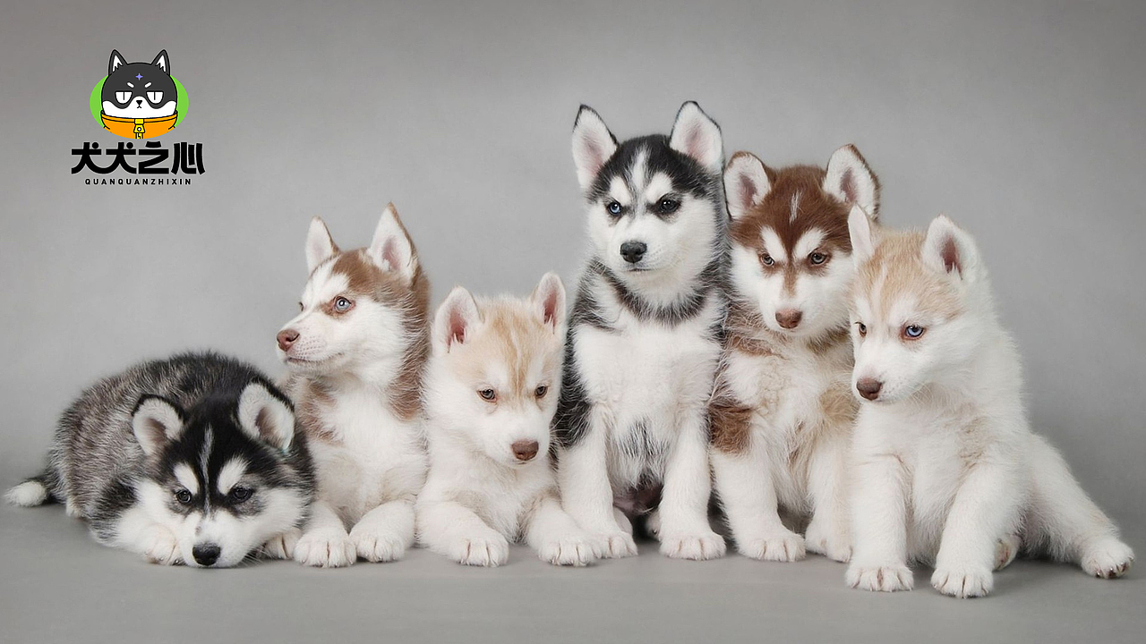 犬犬之心IP设计