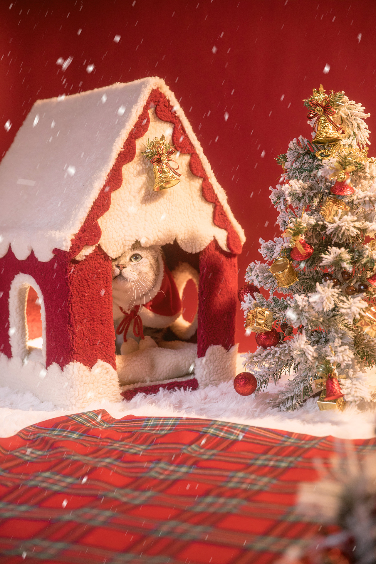 圣诞猫咪 | 宠物摄影