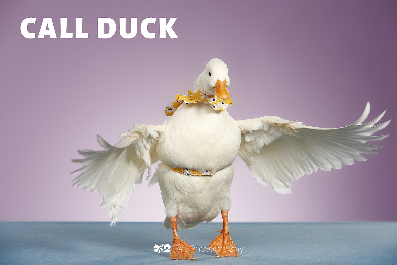 烟台美食摄影 | 萌宠 ✖ 不二造相