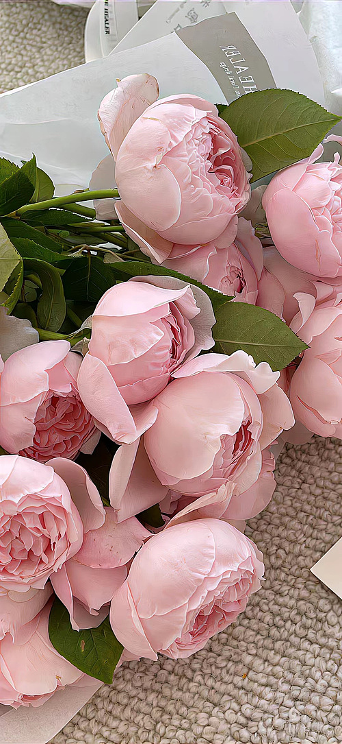 秋日裏的粉色浪漫