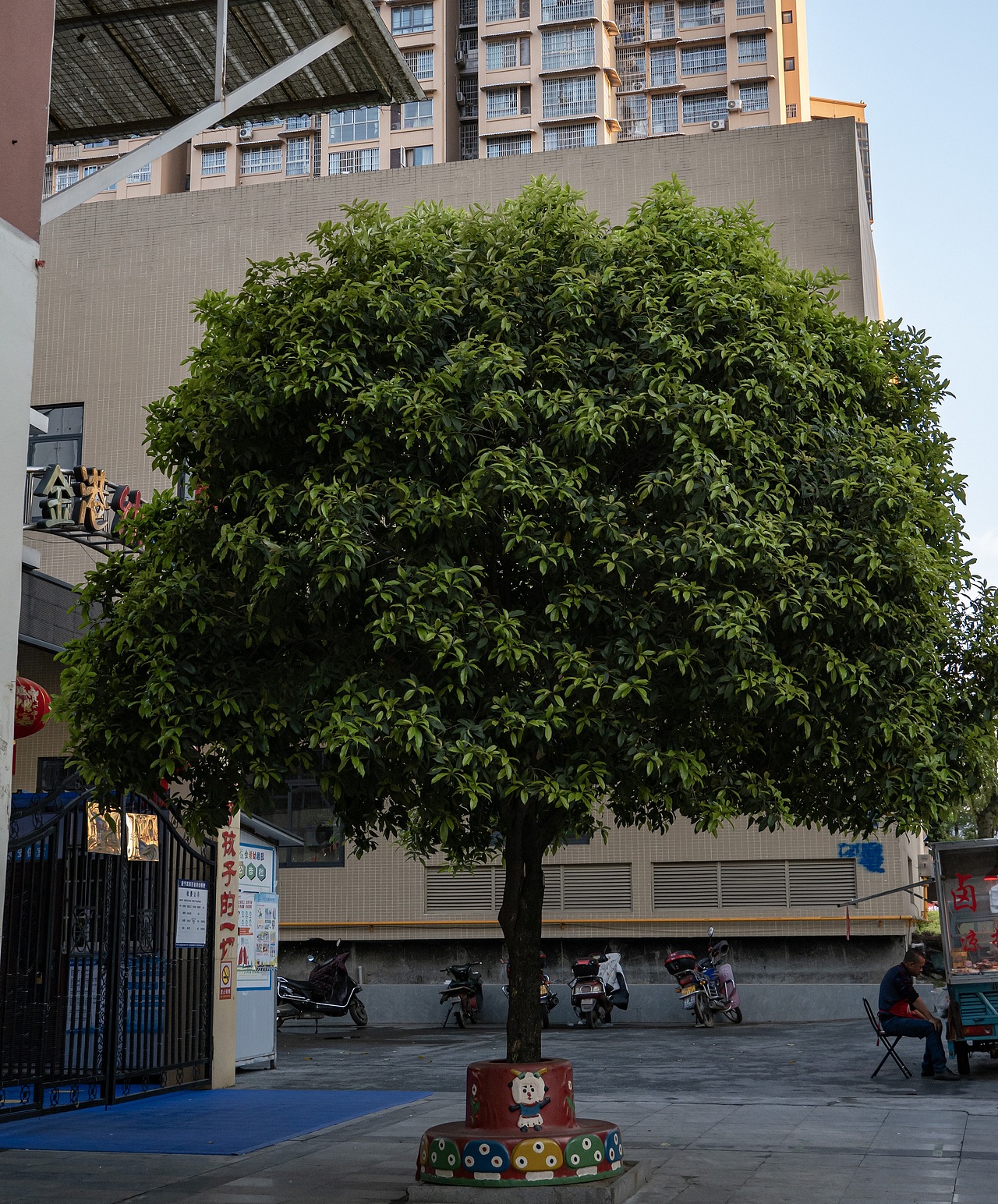 幼儿园门前的树（图ZMzY5NjE1ODgw） - 风光摄影 - 站酷设计师王大耿直原创素材 - 站酷ZCOOL