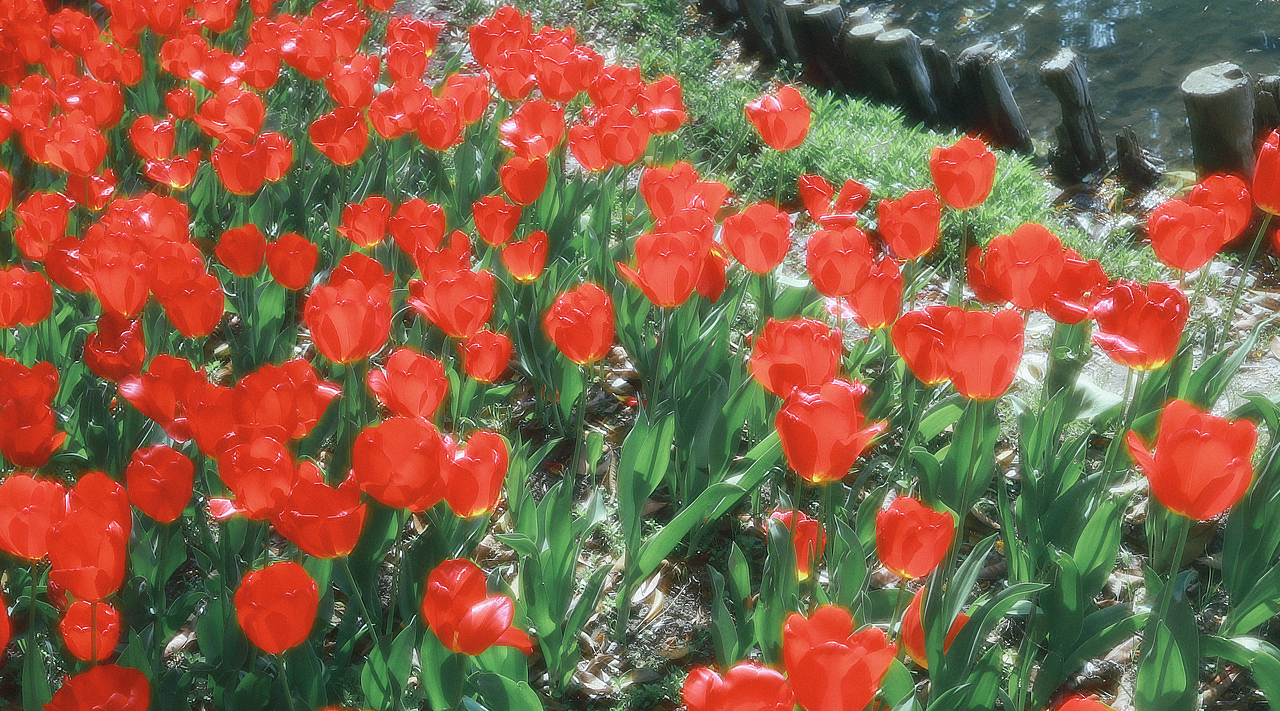 春日顶流-郁金香