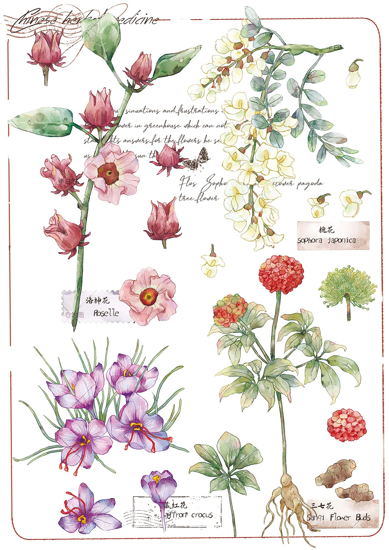 植物花卉图鉴插画