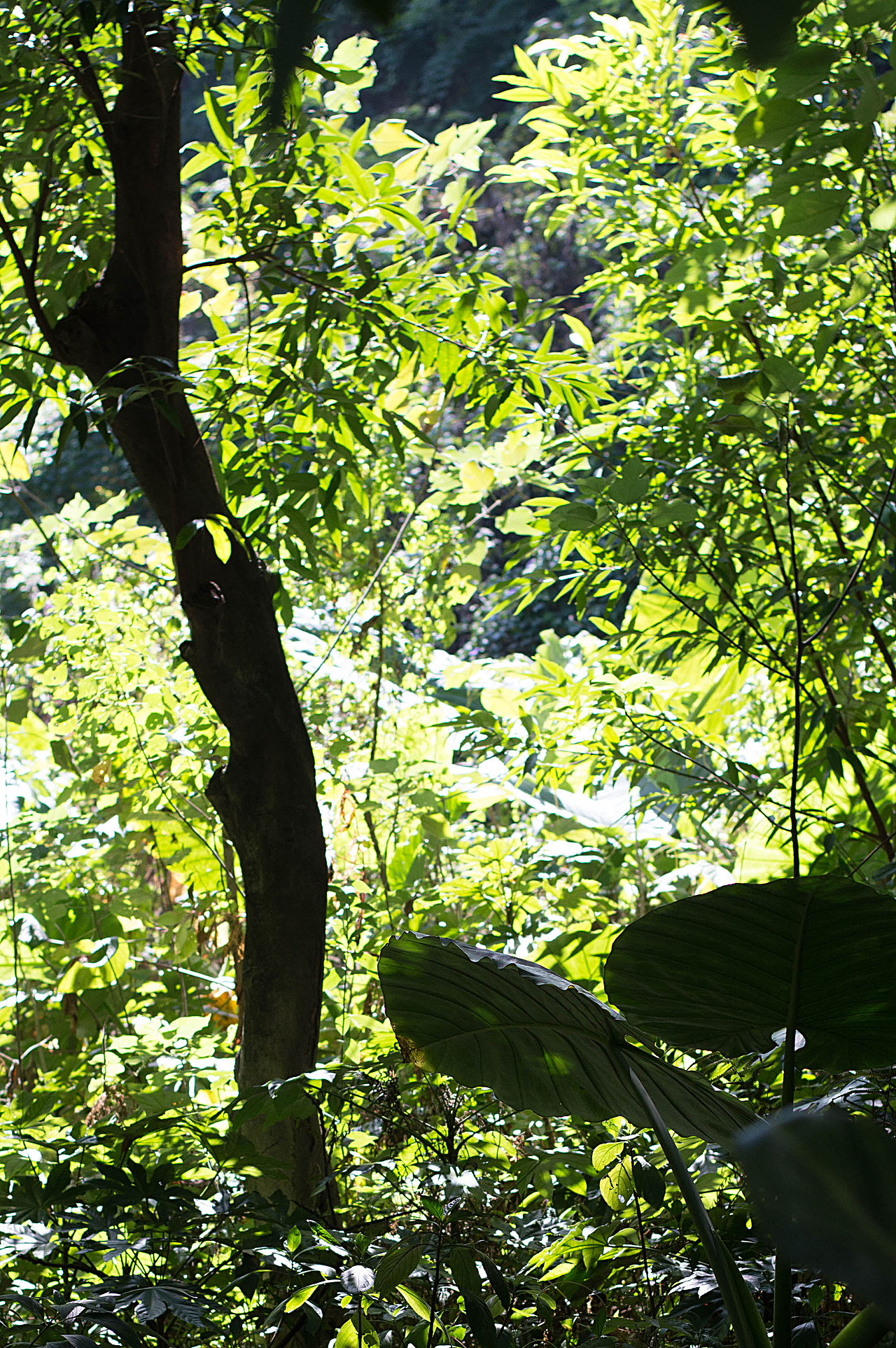 【早期拍照系列07】:阳光啊阳光!