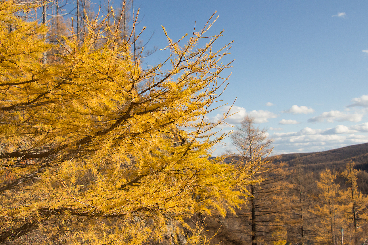哈尔滨，呼伦贝尔，2020（图ZMzU5ODEyMzQ0） - 风光摄影 - 站酷设计师程小灰啊原创素材 - 站酷ZCOOL