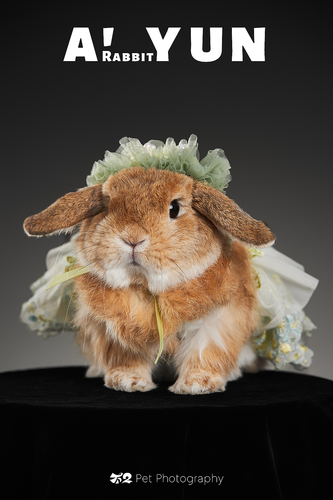 烟台美食摄影 | 萌宠 ✖ 不二造相