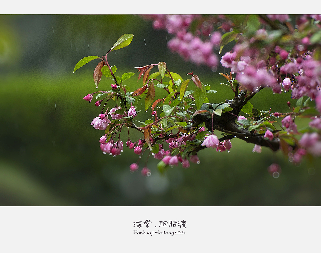 【繁花季】海棠.胭脂泪