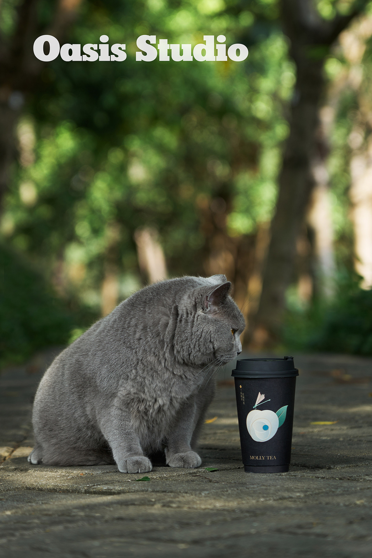 茉莉奶白猫猫创意图组（图ZMzMyNjAwNDI0） - 美食摄影 - 站酷设计师绿洲城颜究所原创素材 - 站酷ZCOOL