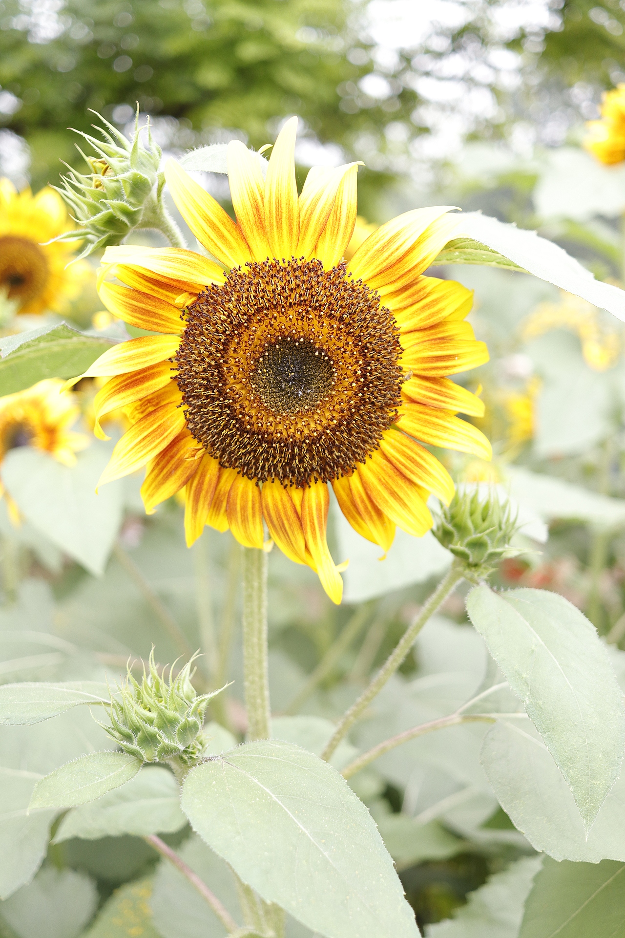 心怀希望向阳而生