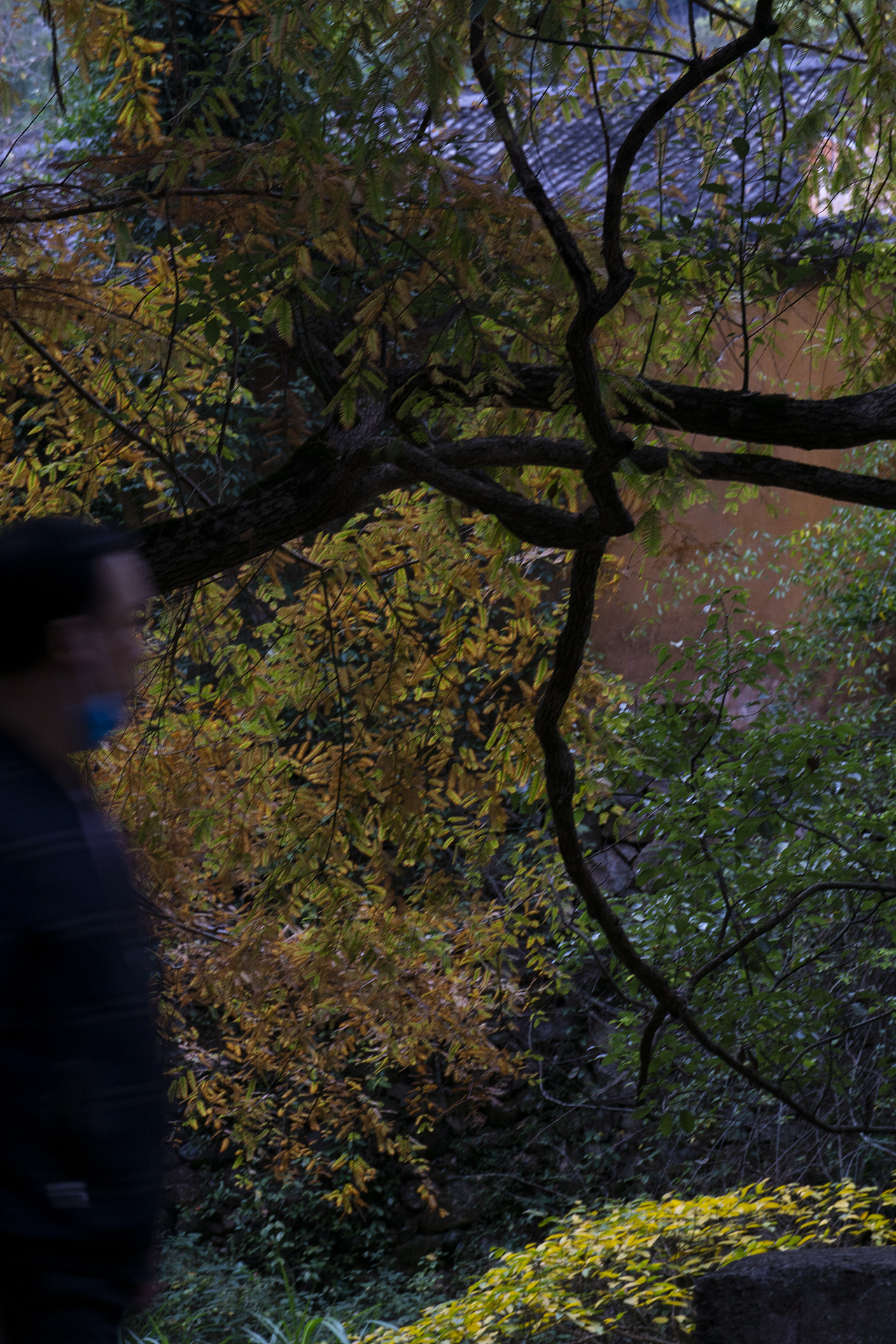 2022-2023年度照片📷（图ZMzU4NTA2MTIw） - 风光摄影 - 站酷设计师程小灰啊原创素材 - 站酷ZCOOL