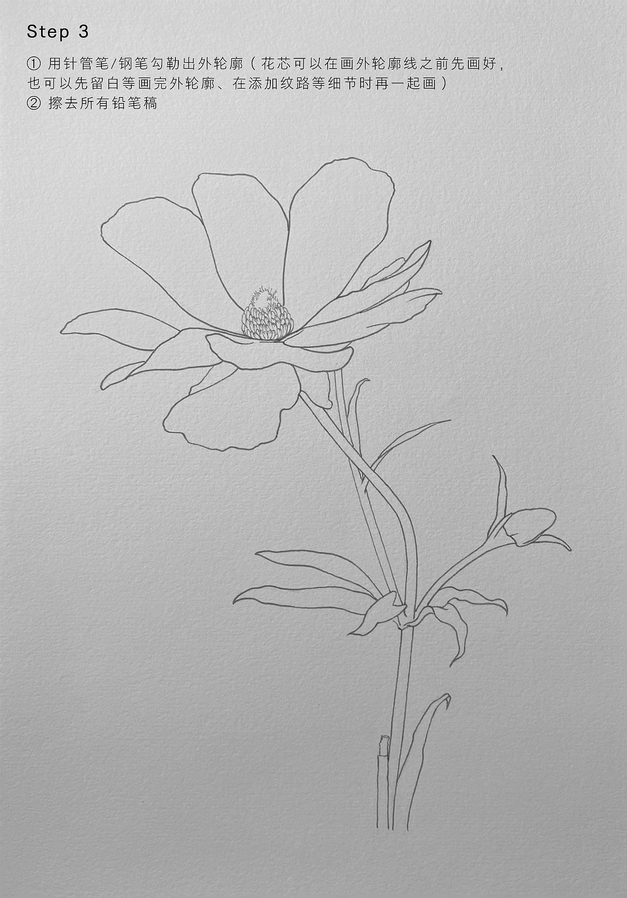 花卉线稿教程分享|蝴蝶洋牡丹🌸