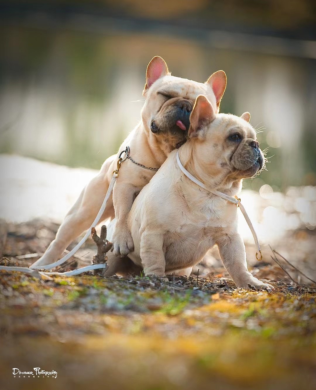 特别的家人（图ZMzEyNDQ4MjEy） - 婚礼摄影 - 站酷设计师恐龙宠物摄影原创素材 - 站酷ZCOOL