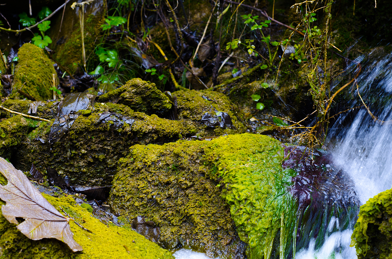 小溪苔藓森林