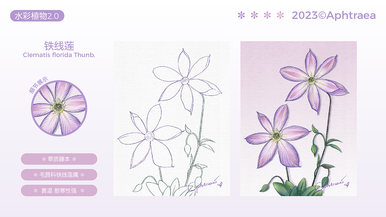 水彩花卉插画2.0合集（图ZMzU1ODk5MjU2） - 商业插画 - 站酷设计师阿芙特莱雅原创素材 - 站酷ZCOOL