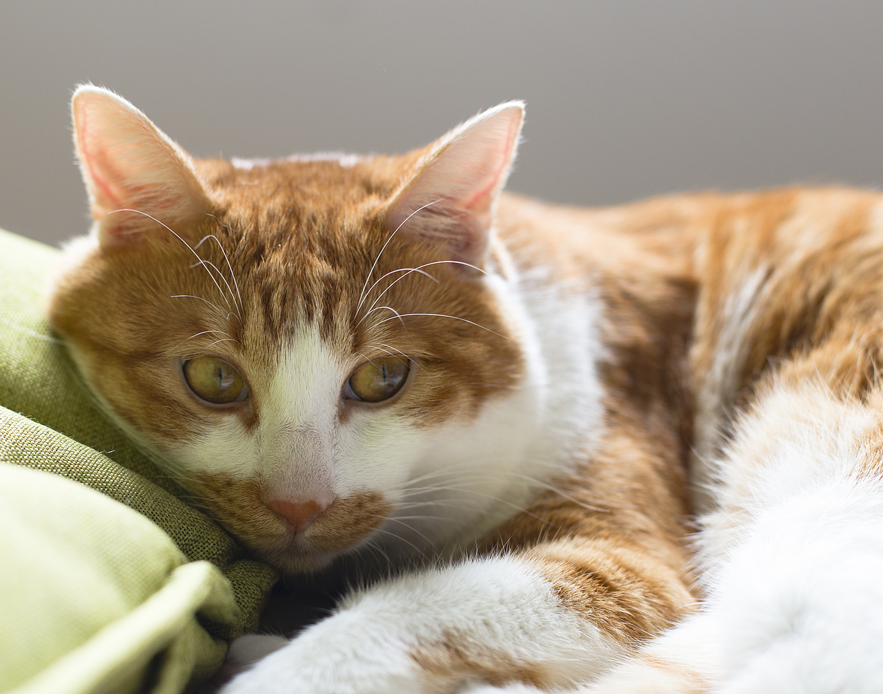 吾家喵喵初长成