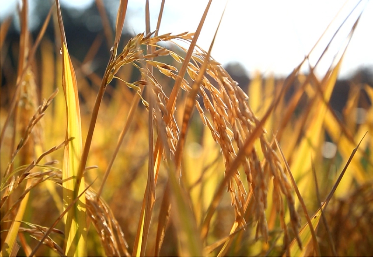 桃源渡|有机大米IP与包装设计|2022红点包装设计奖