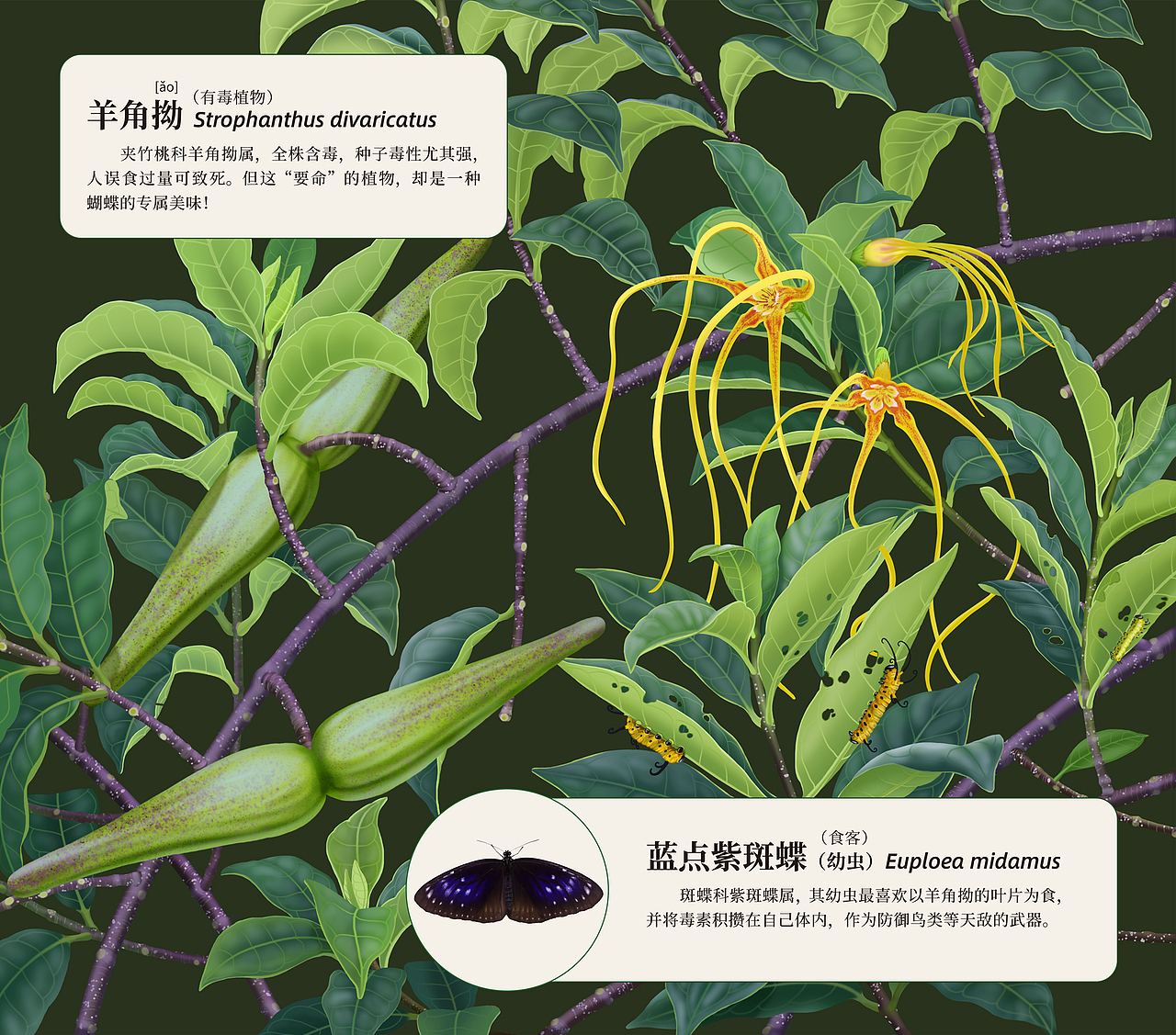 笔架山公园野生植物插画