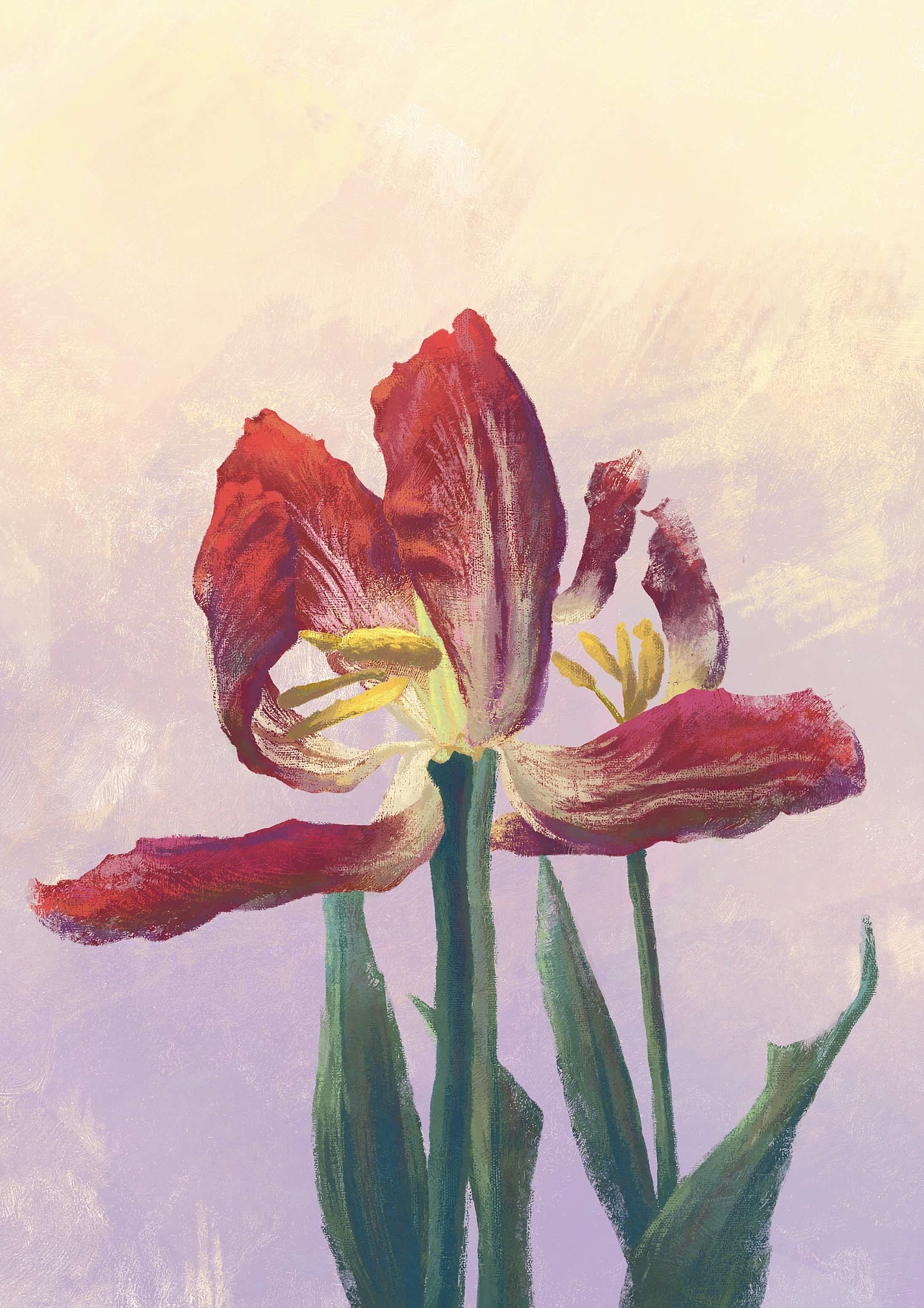 原创插画 | 红色鸢尾