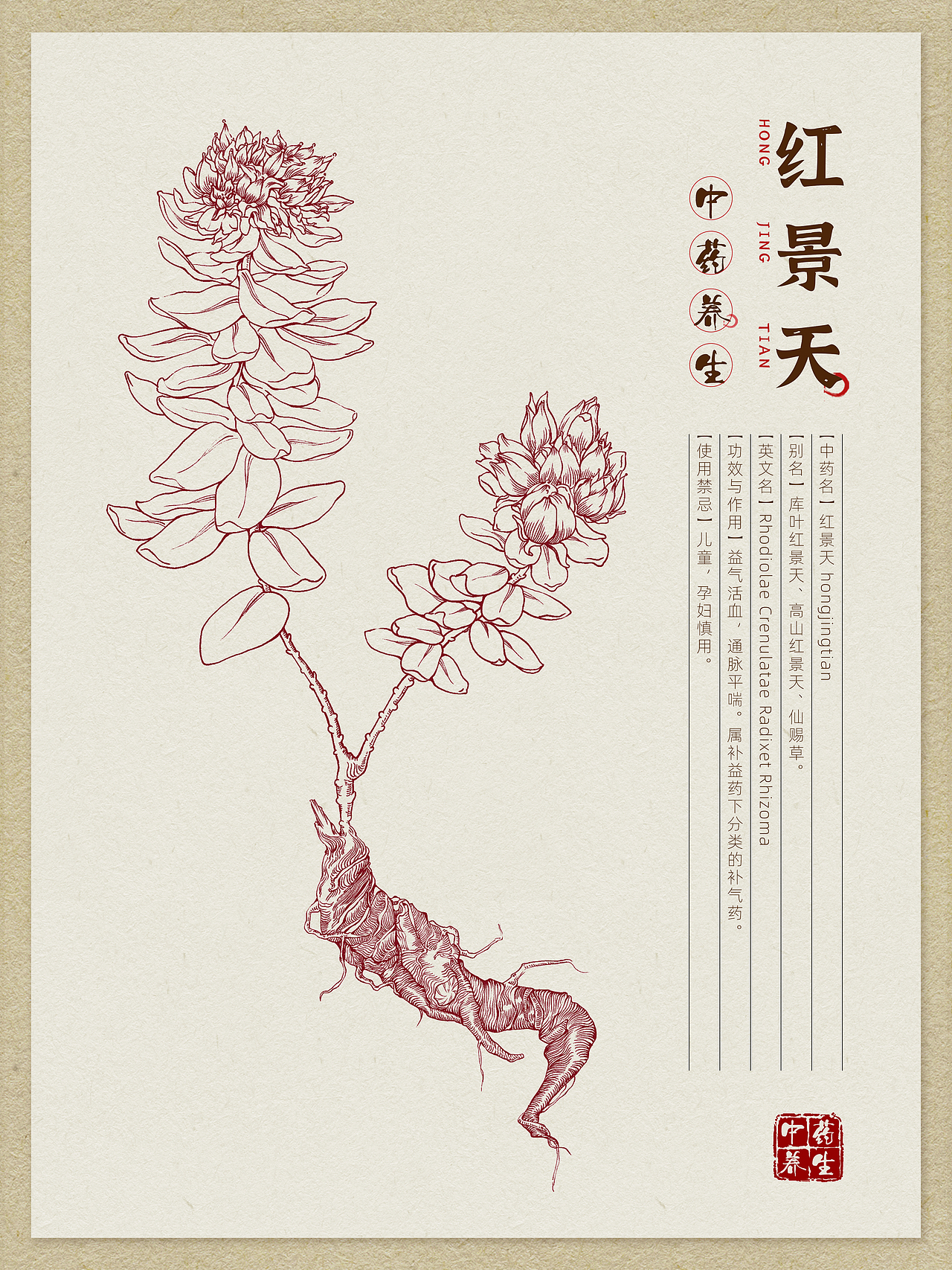 本草纲目中草药手绘插画-车前草(附绘画线稿过程图)472c4d产品渲染-fl