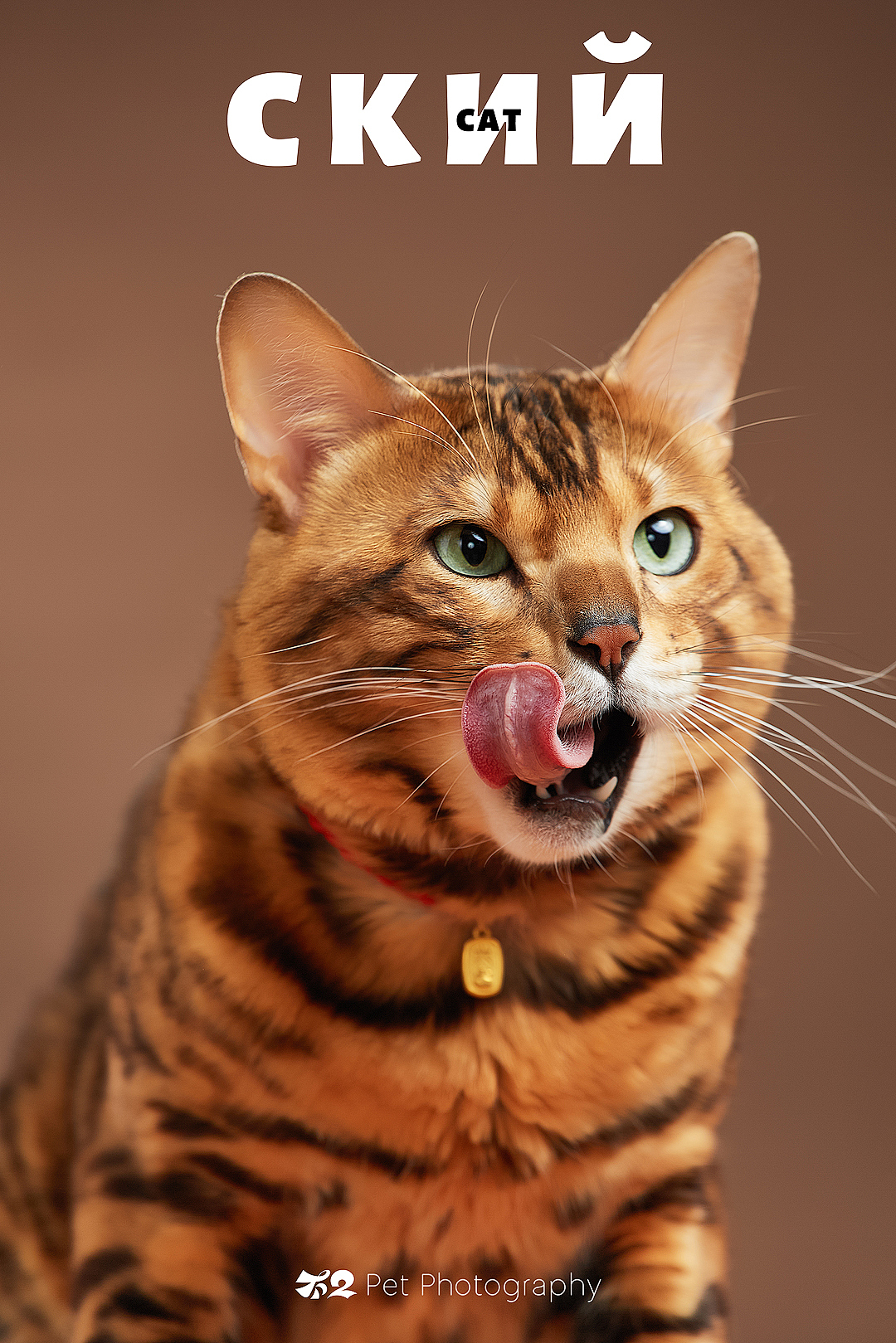 烟台美食摄影 | 萌宠 ✖ 不二造相