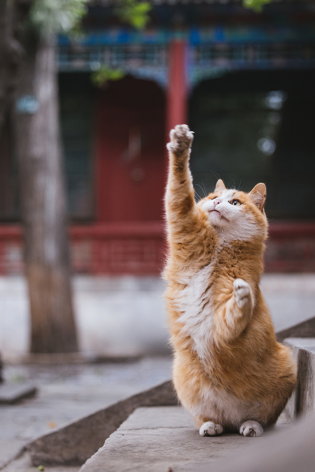 故宫的猫——帕帕