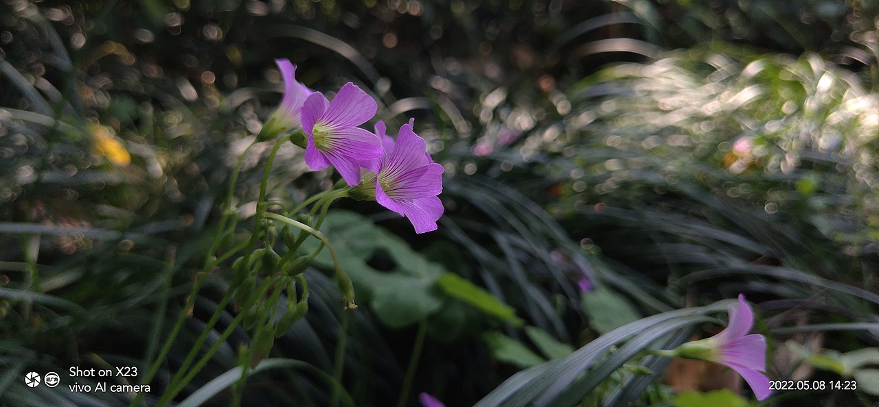 花开时节-酢浆草Ⅲ