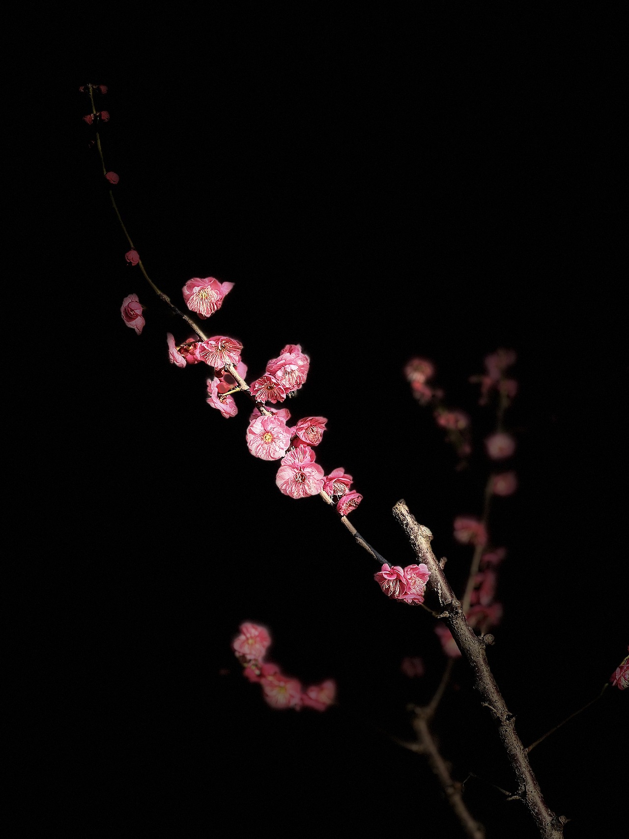 梅花（图ZMzMxMjExNTI4） - 风光摄影 - 站酷设计师黑巧ines原创素材 - 站酷ZCOOL