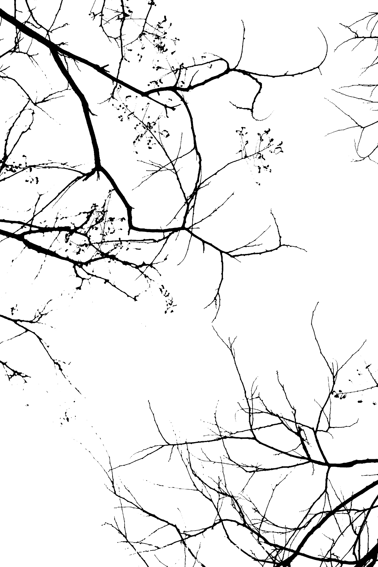 树枝|黑白水墨艺术摄影