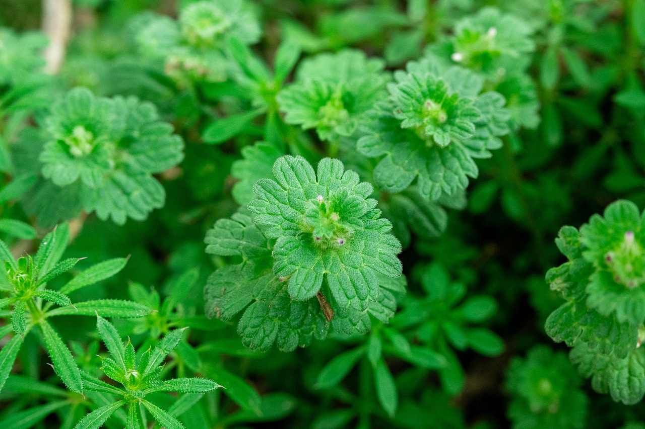 赏花怡情 春日绘梦