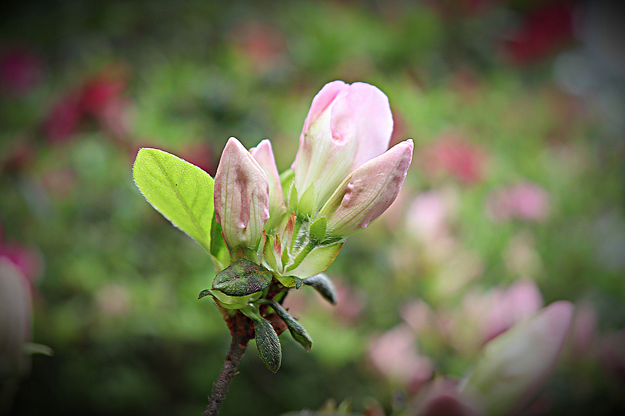 三月份的杜鹃花开