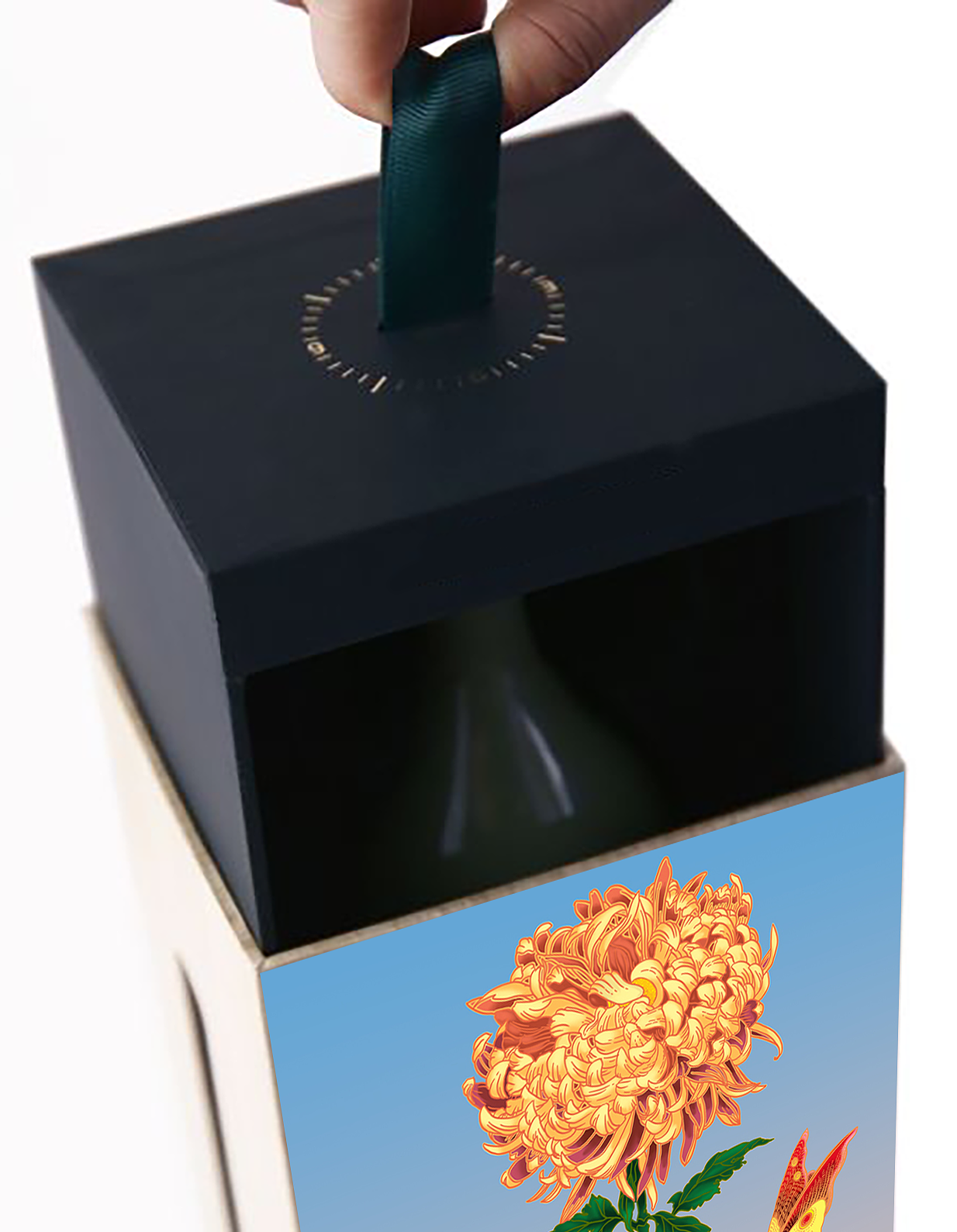 金丝皇菊菊花茶插画设计