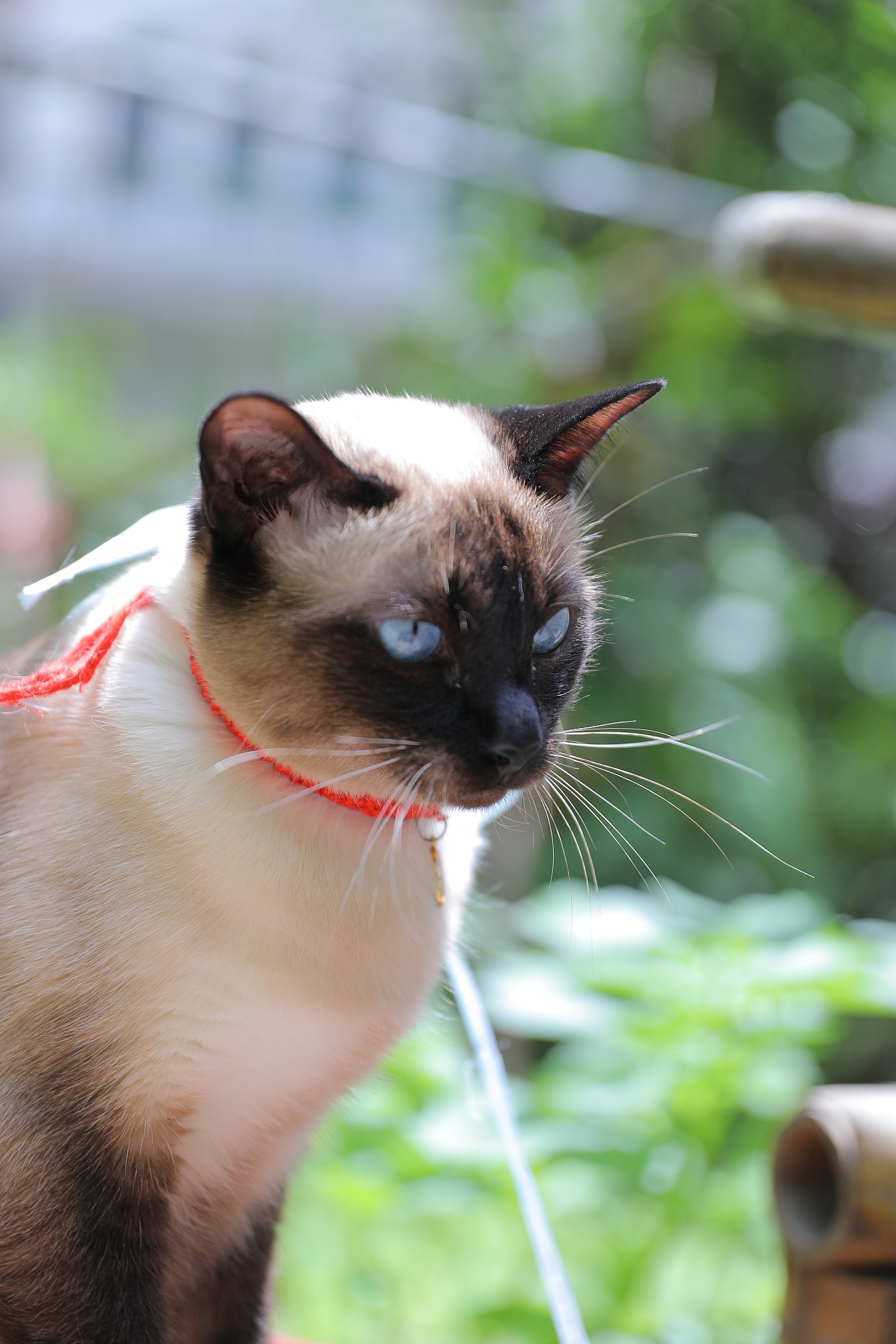 原创/摄影/宠物摄影（图ZMzY5NTcwMTQw） - 宠物摄影 - 站酷设计师zpping123原创素材 - 站酷ZCOOL