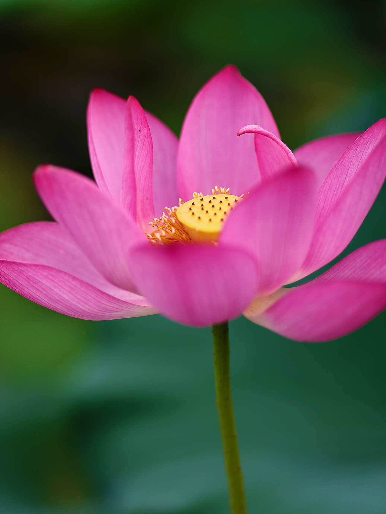 [游玩] 夏日觉醒：新津千亩荷塘