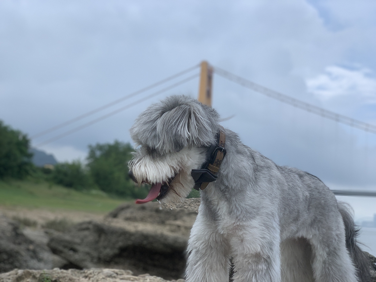 重在参与-分享自己的小宝贝（图ZMzE1NTE2NjUy） - 宠物摄影 - 站酷设计师Zihele_原创素材 - 站酷ZCOOL