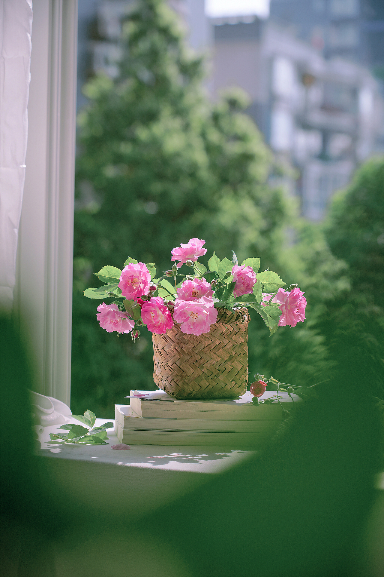 蔷薇花（图ZMzQyMzY5ODk2） - 其他摄影 - 站酷设计师小麦芽MY原创素材 - 站酷ZCOOL