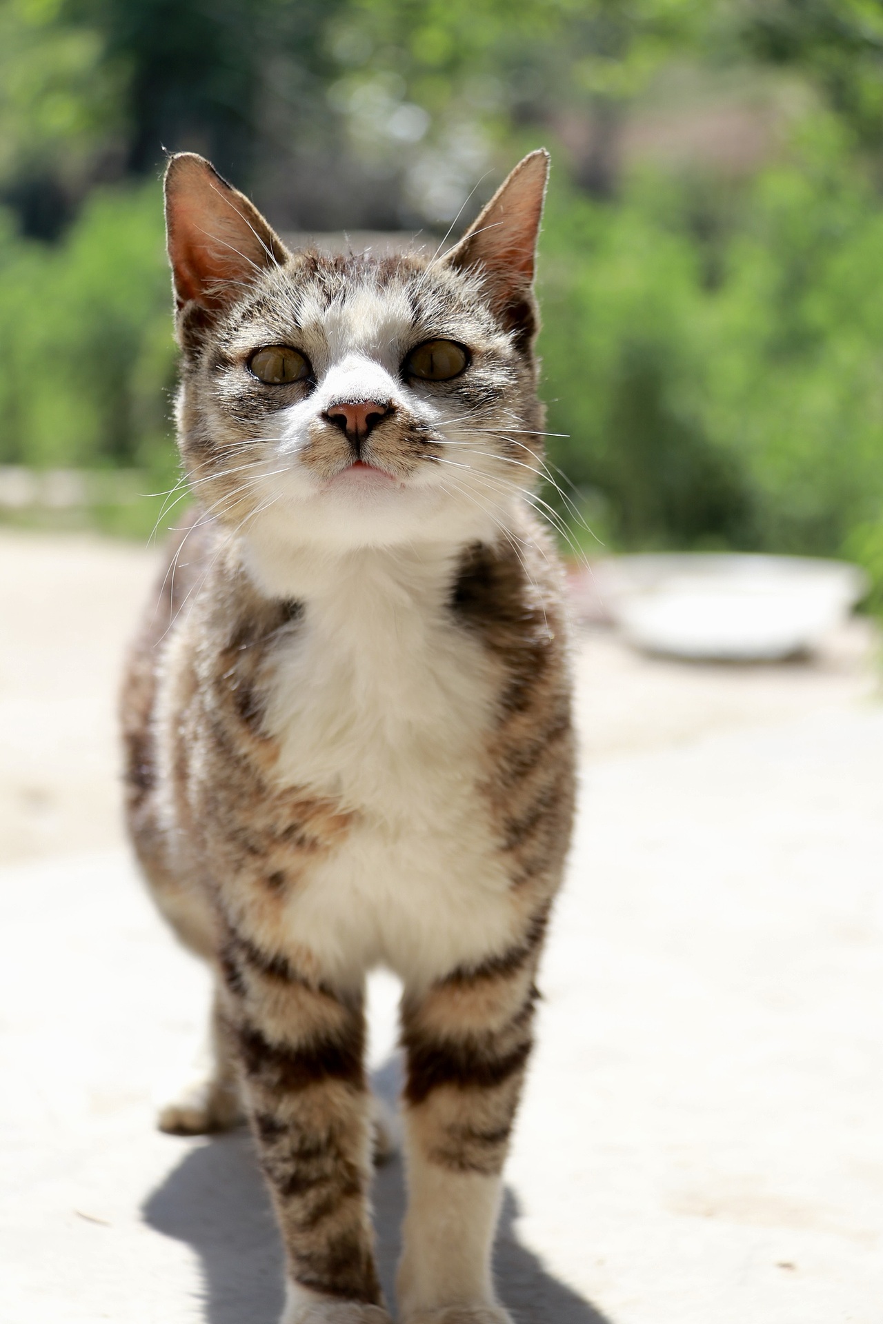 外婆家的猫咪（图ZMzA2MjE4ODky） - 宠物摄影 - 站酷设计师邦帮的小小哥原创素材 - 站酷ZCOOL
