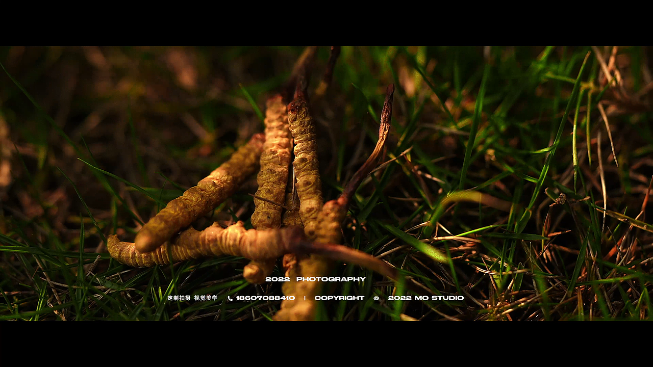 宝瓶堂鲜野虫草