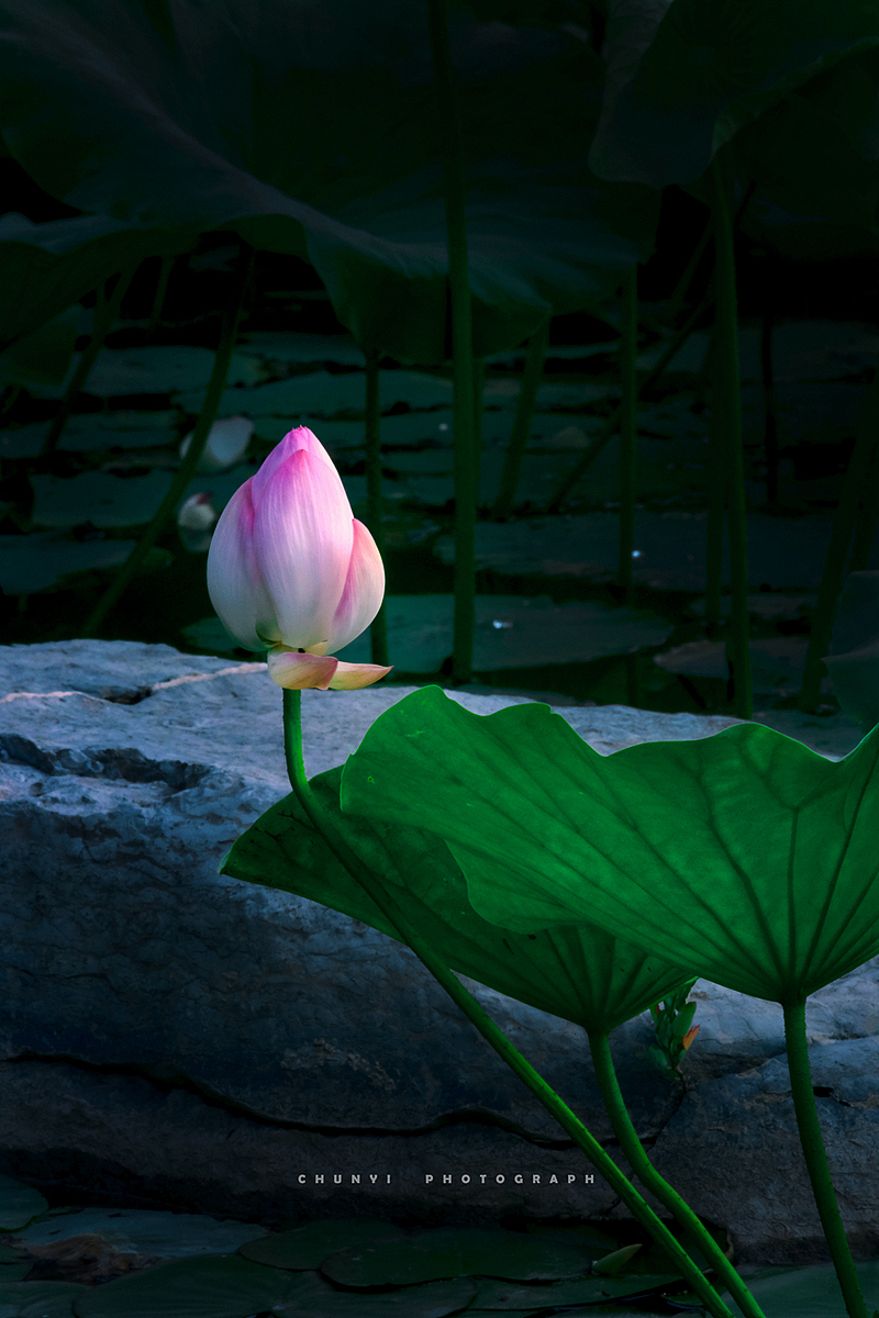 【2020年 / 第12年拍荷 / 荷有四季，常乐我净】（图ZMjk4MzUyNTY0） - 时尚/艺术摄影 - 站酷设计师Chunyi纯一原创素材 - 站酷ZCOOL