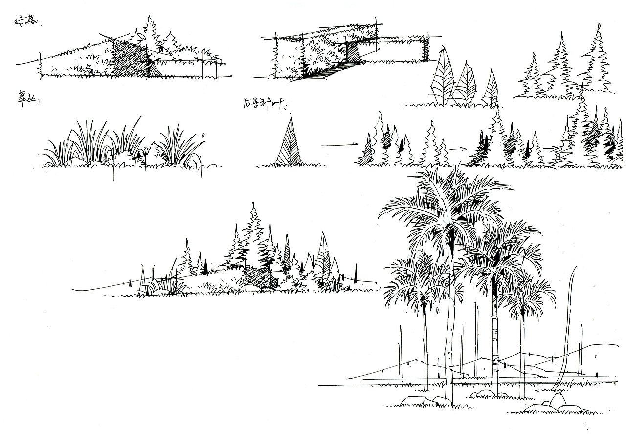 景观设计单体植物线稿图