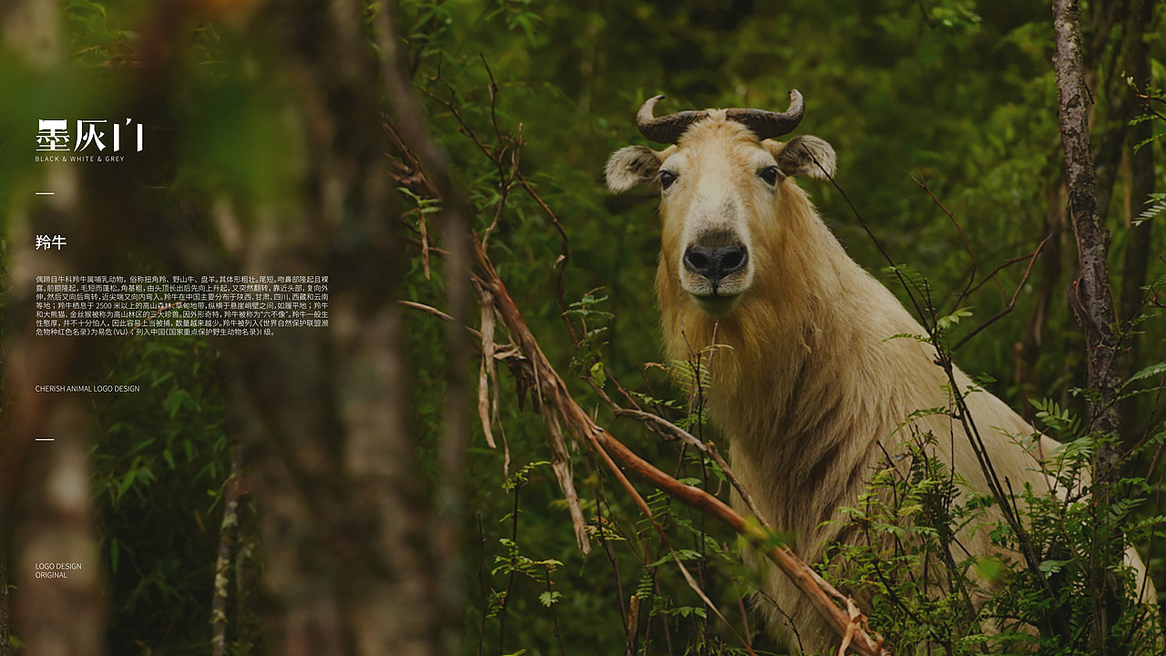 趣味LOGO Design | 100个珍稀动物计划 | 第壹期