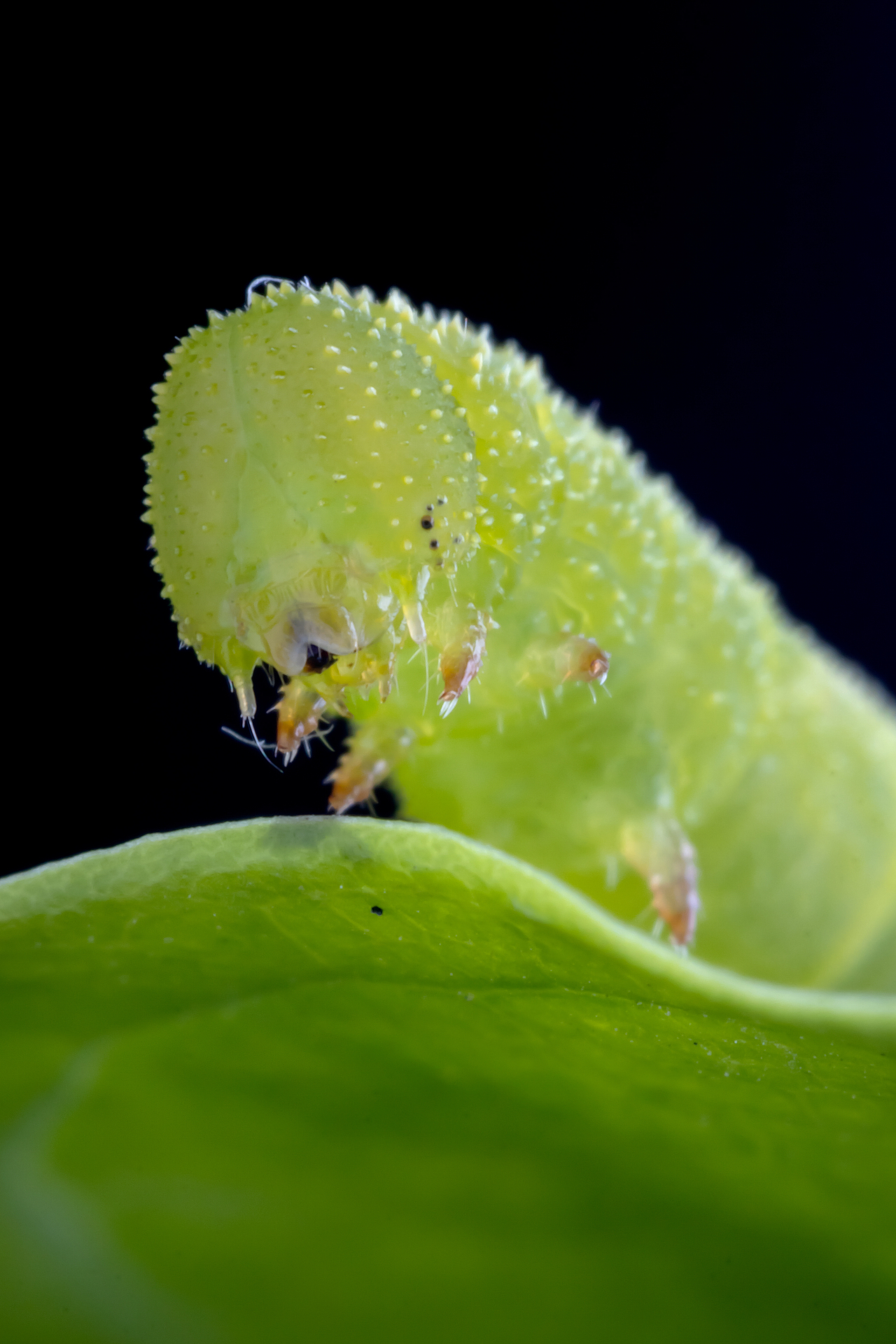 一条虫子（图ZMzA0NjE5MTAw） - 其他摄影 - 站酷设计师TAOWORKS原创素材 - 站酷ZCOOL