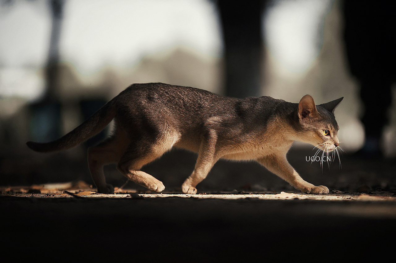 Gorgeous表达【动物摄影师何某某个人作品33】