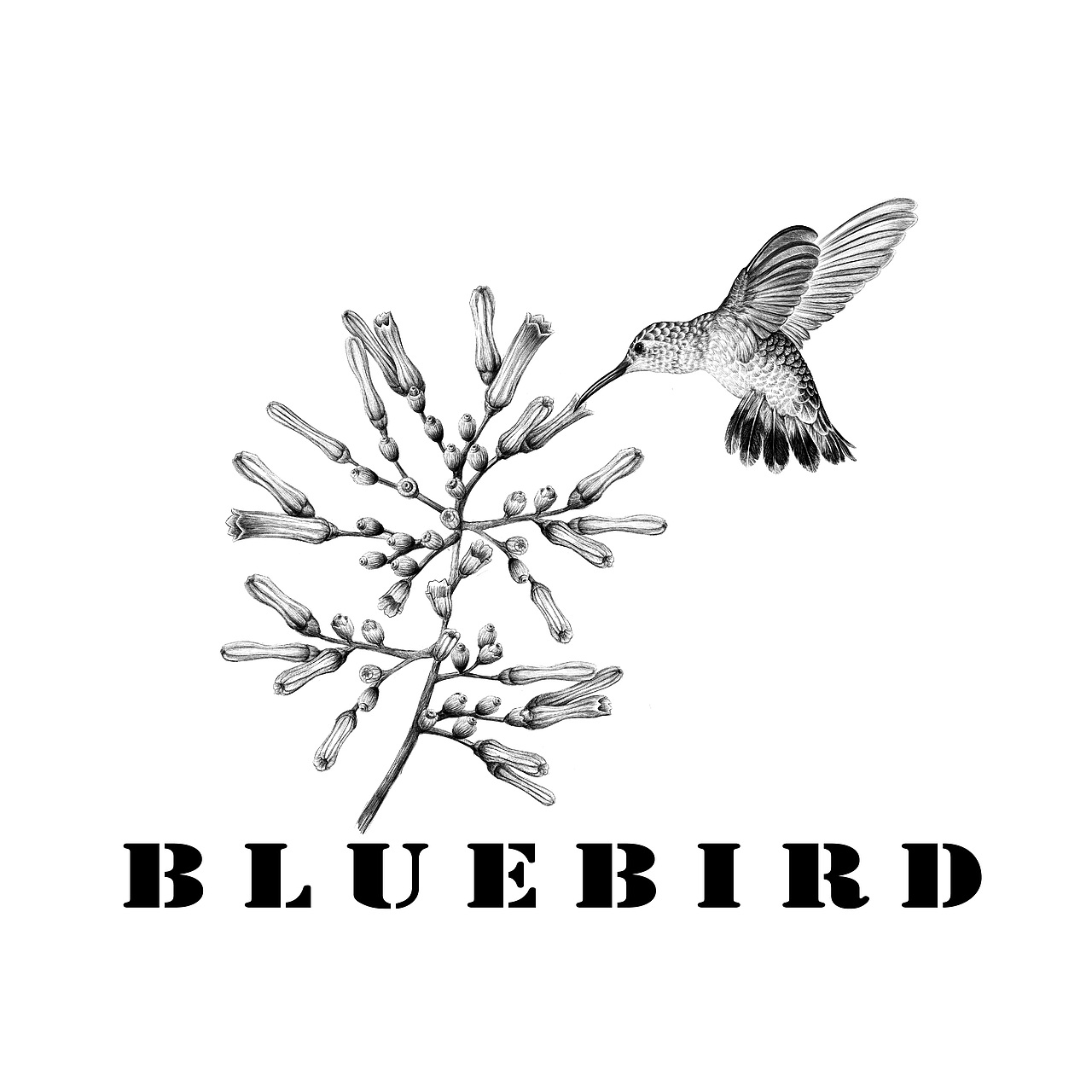 《花与蜂鸟》原创插画